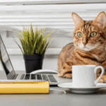 Celebrating International Cat Day: How Feline Friends Can Help Interpreters Unwind
