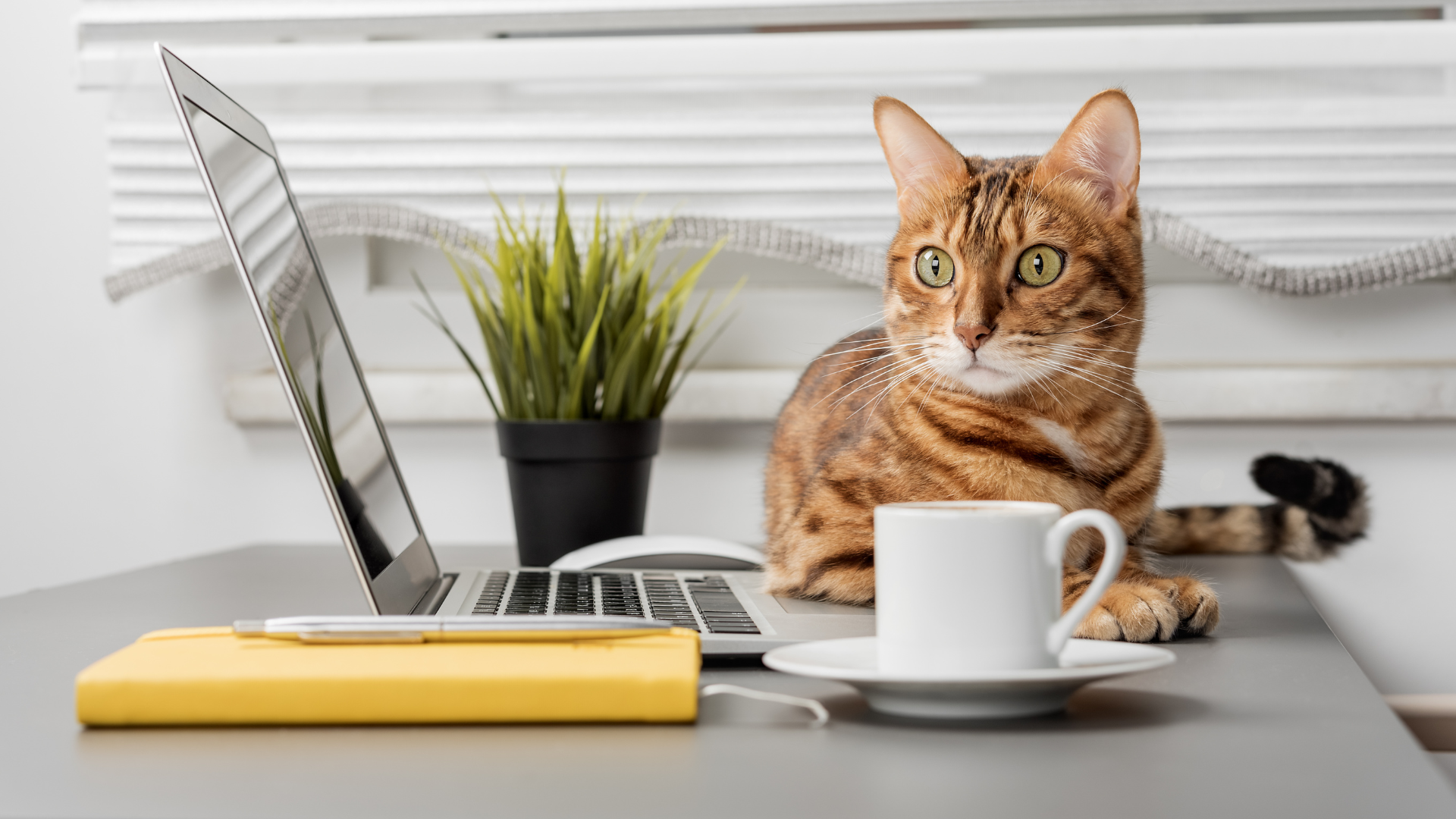 Celebrating International Cat Day: How Feline Friends Can Help Interpreters Unwind